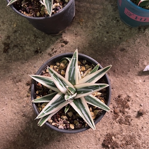 惜***冰山生长发芽植物