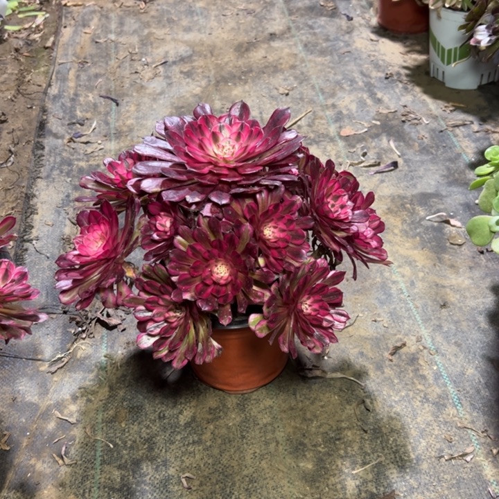 2红铜壶白多肉多肉多肉