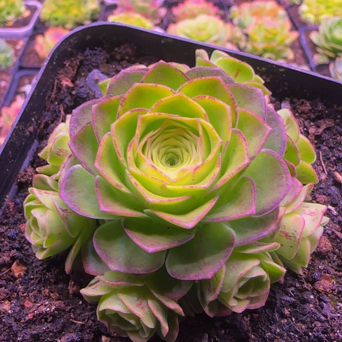 花未央捧花131346467686868686