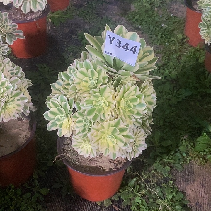 @*付迈巴赫344。