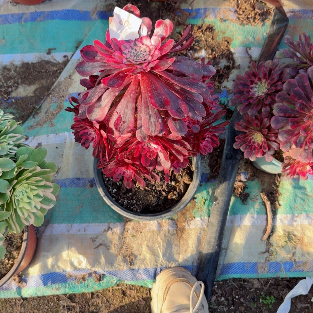 红瞳法师多肉805