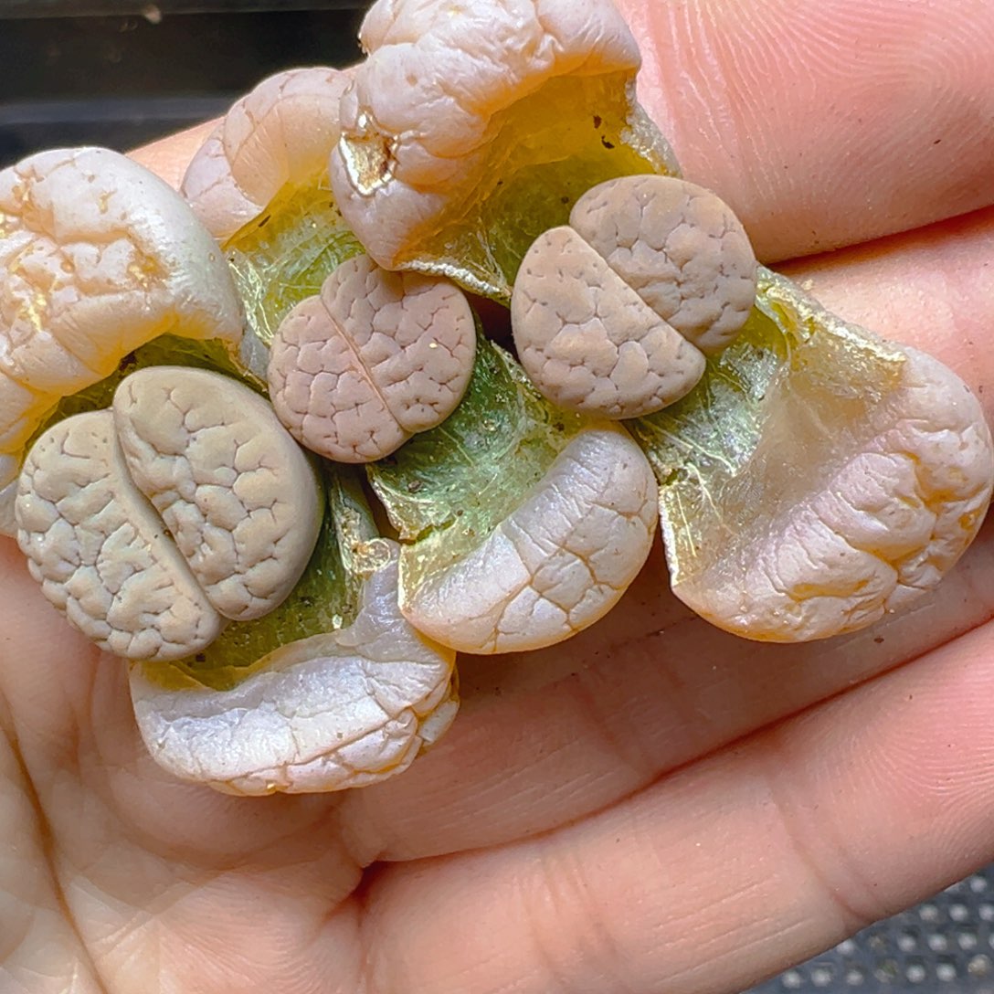 【闪购商品】681……