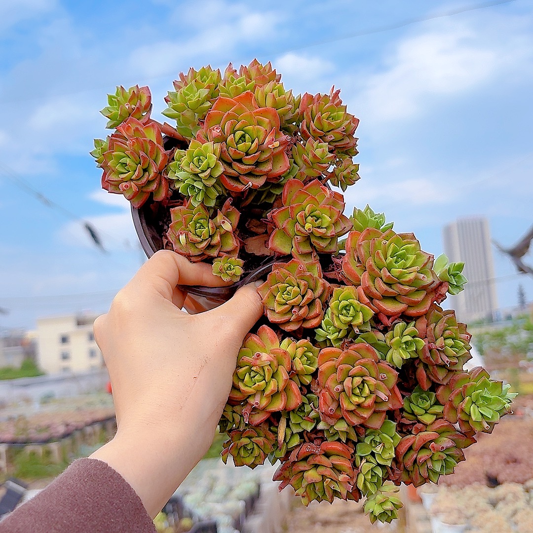 克罗地亚玫瑰（满2单包邮）清欢园艺多肉植物室内绿植桌面花卉盆栽
