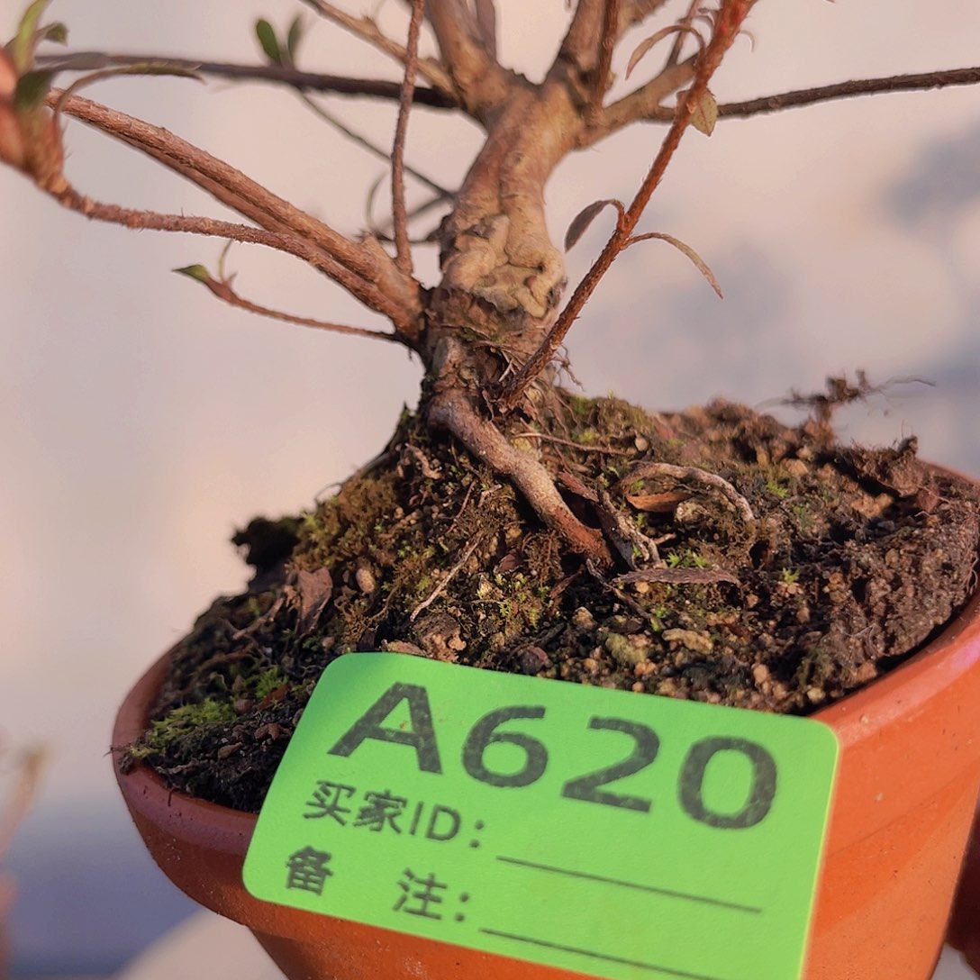 红陶直播时间一直一个