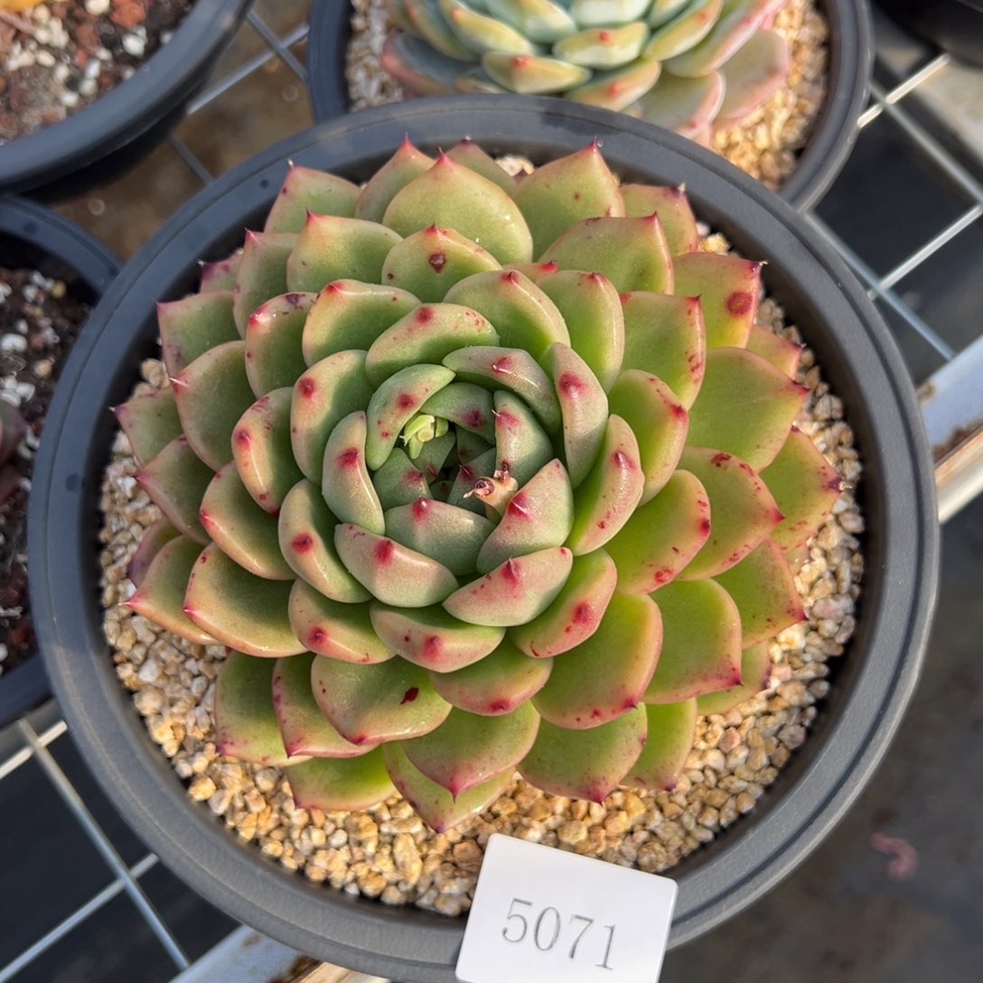 冰**雪5071肉肉肉肉肉肉肉肉