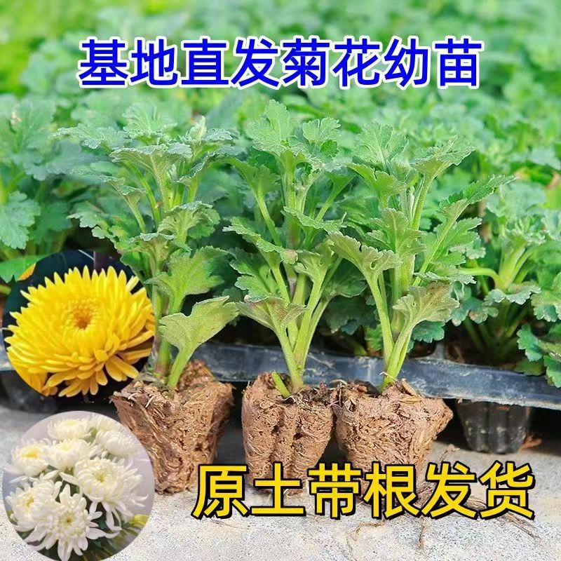 混色【大菊花苗】多年生植物开花大菊花盆栽阳台庭院花卉a商品图