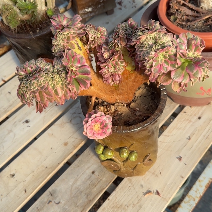 小***明倾城法师特特特特特253