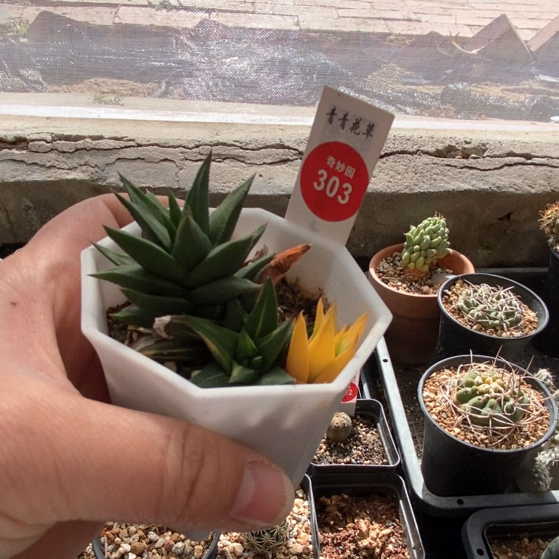 象牙塔锦群一颗仙人球