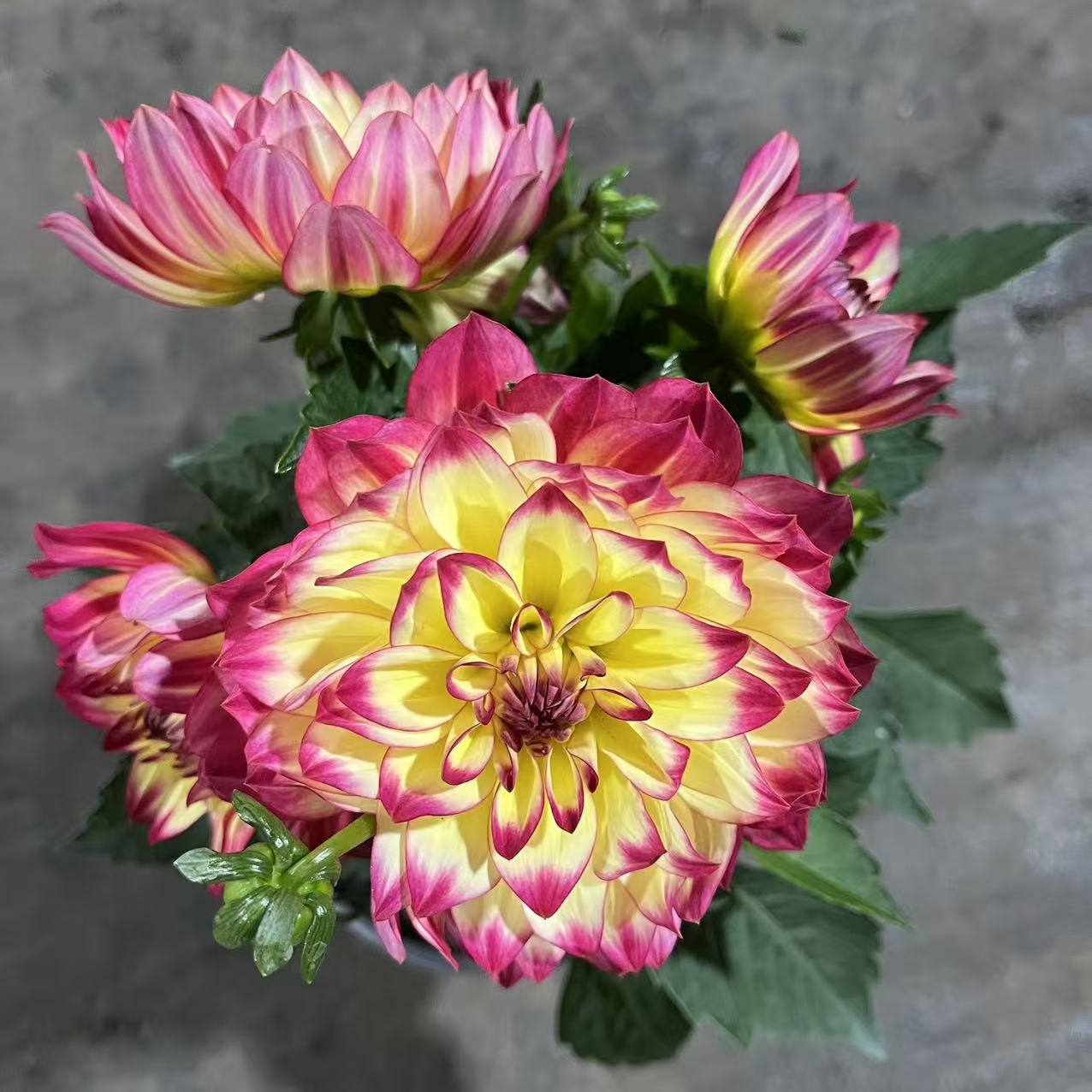 红石榴 大丽花盆栽四季开花新手好养原盆原土发货