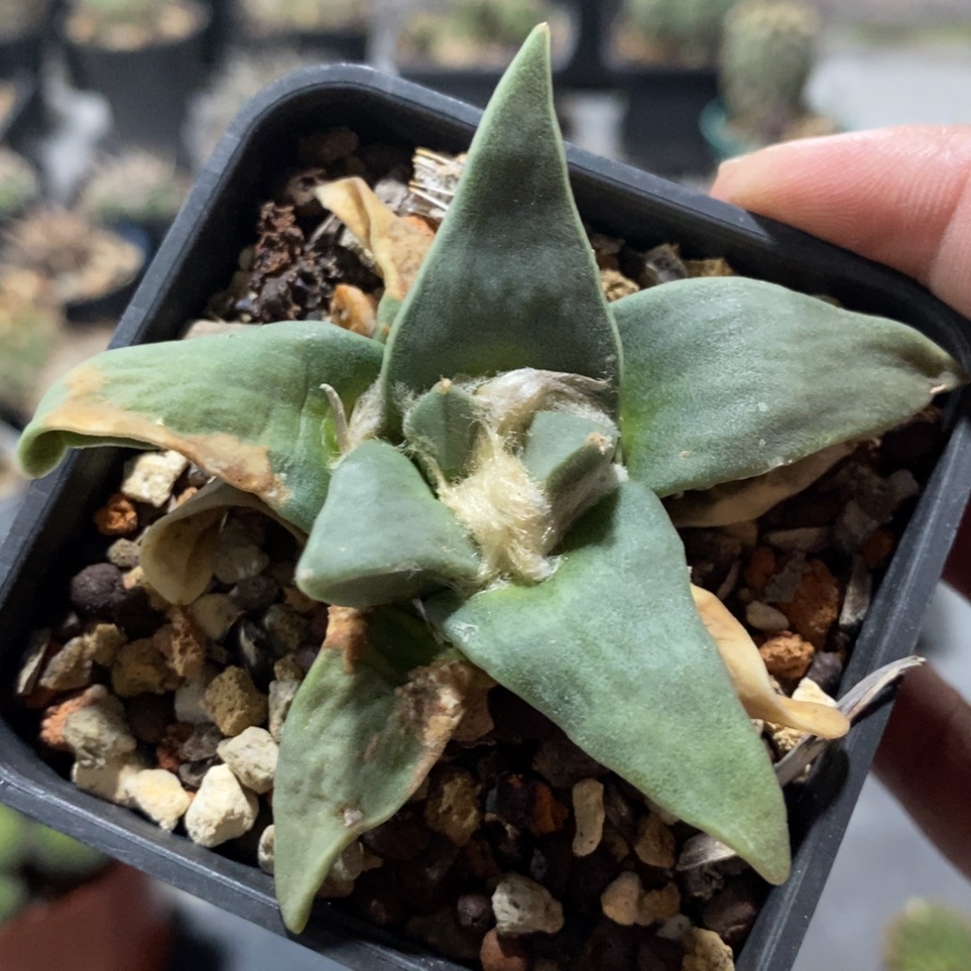 植播园艺实生岩牡丹