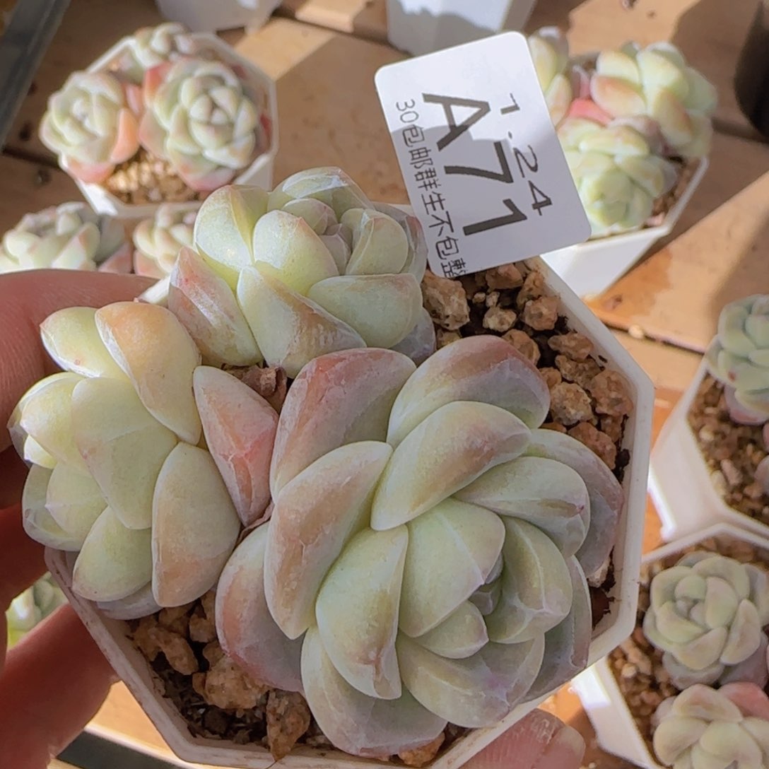 冰玉三头老桩一颗脱土