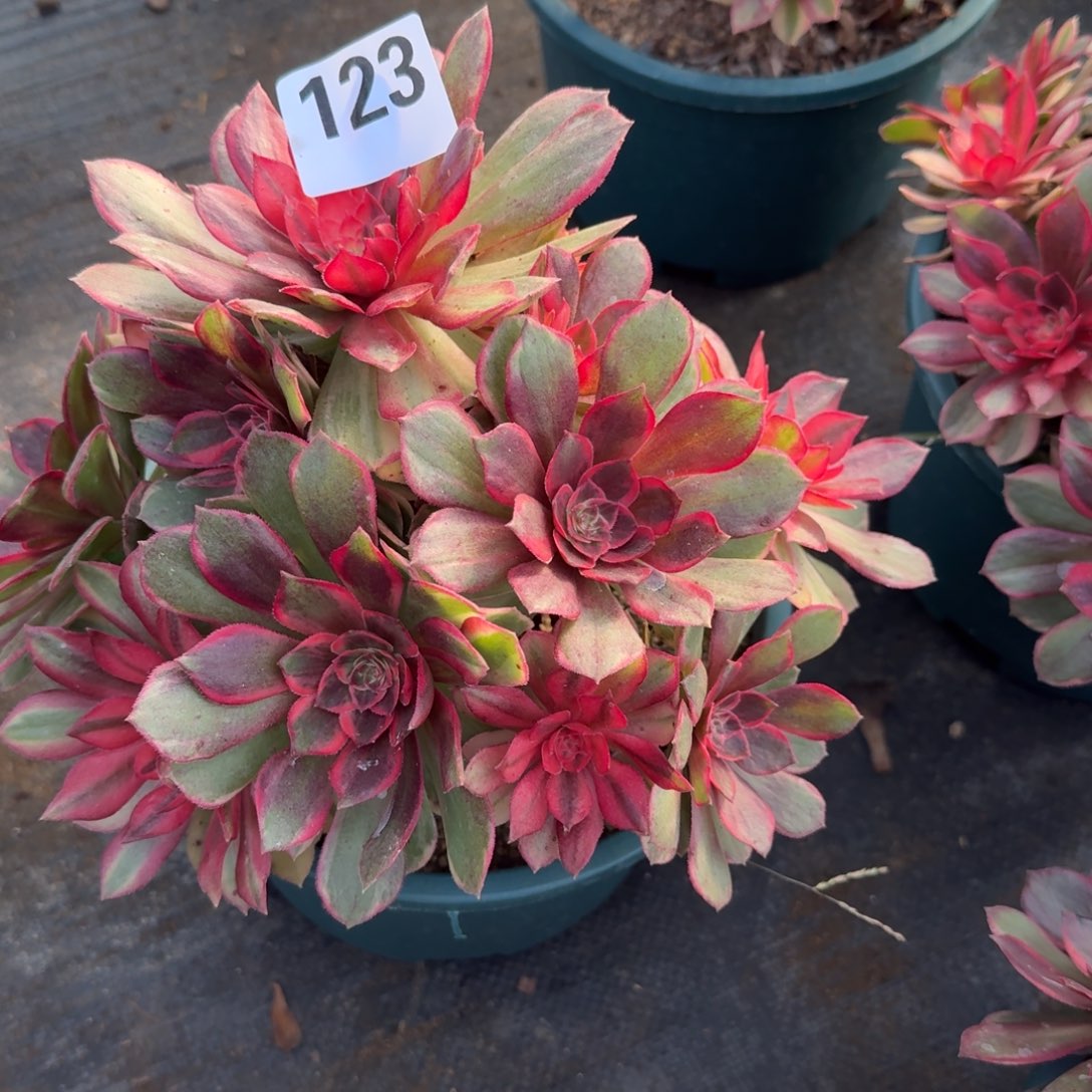 123黑墨镜多肉植物老庄