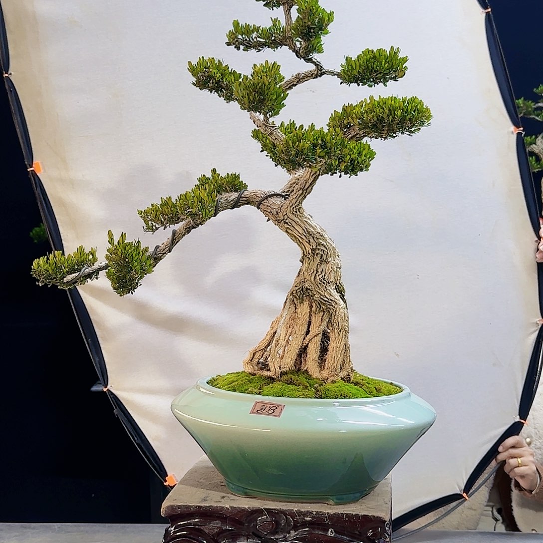 高端盆景艺术作品