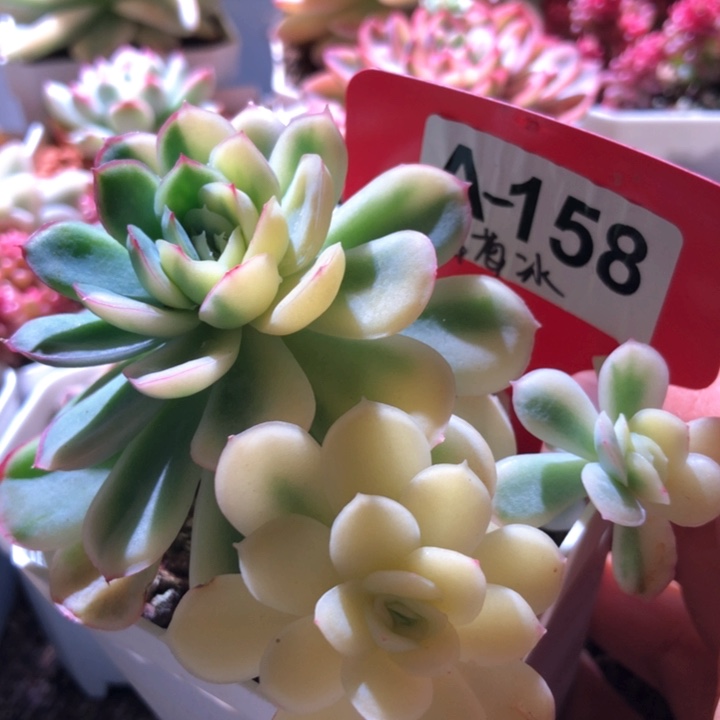 草莓冰拉丝锦有根