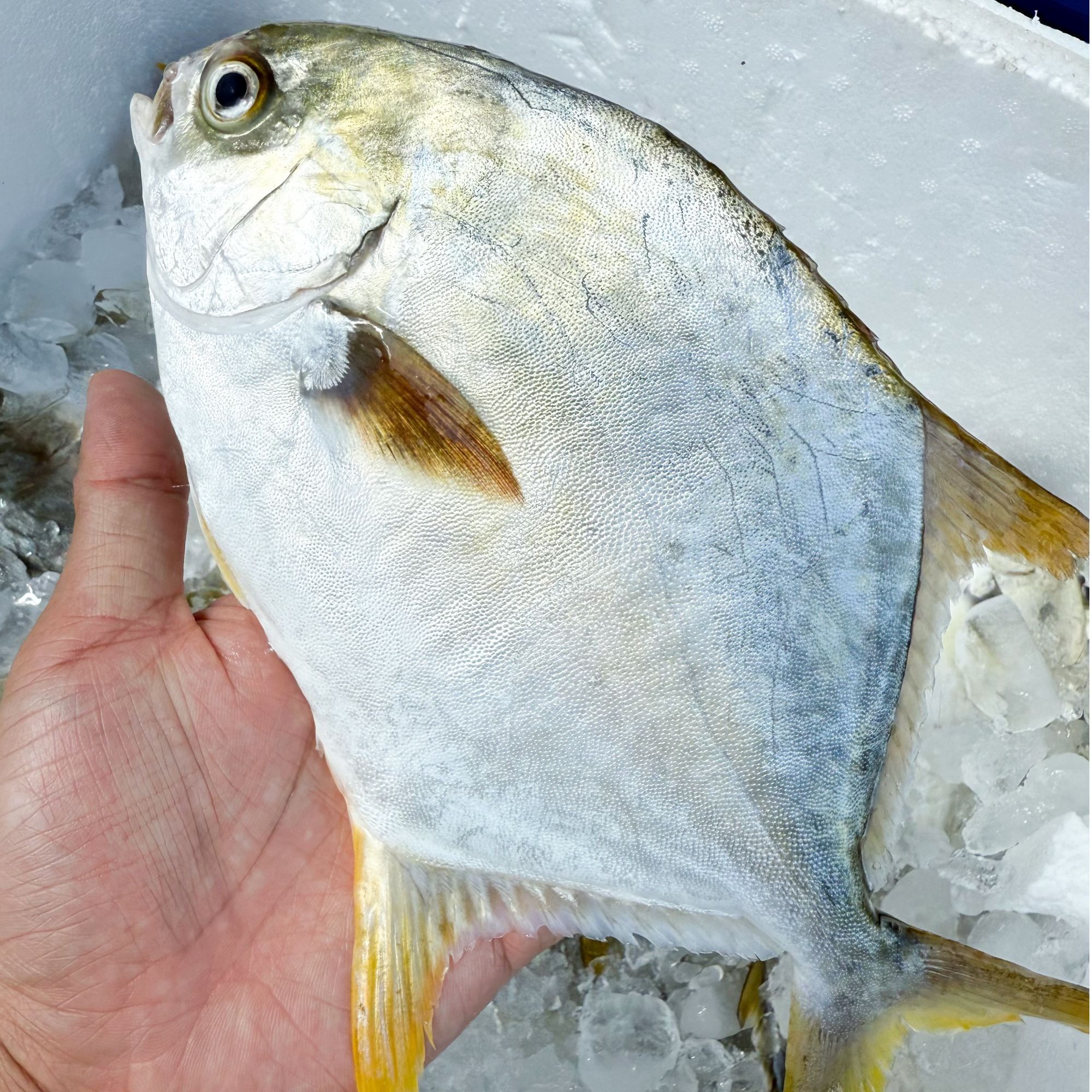 特惠装海金鲳鱼海鲜6条（7两-9两/条）速冻发货顺丰冷链包邮