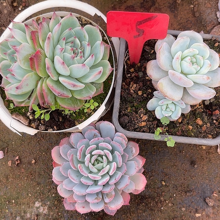 两单包邮，不售后，散5