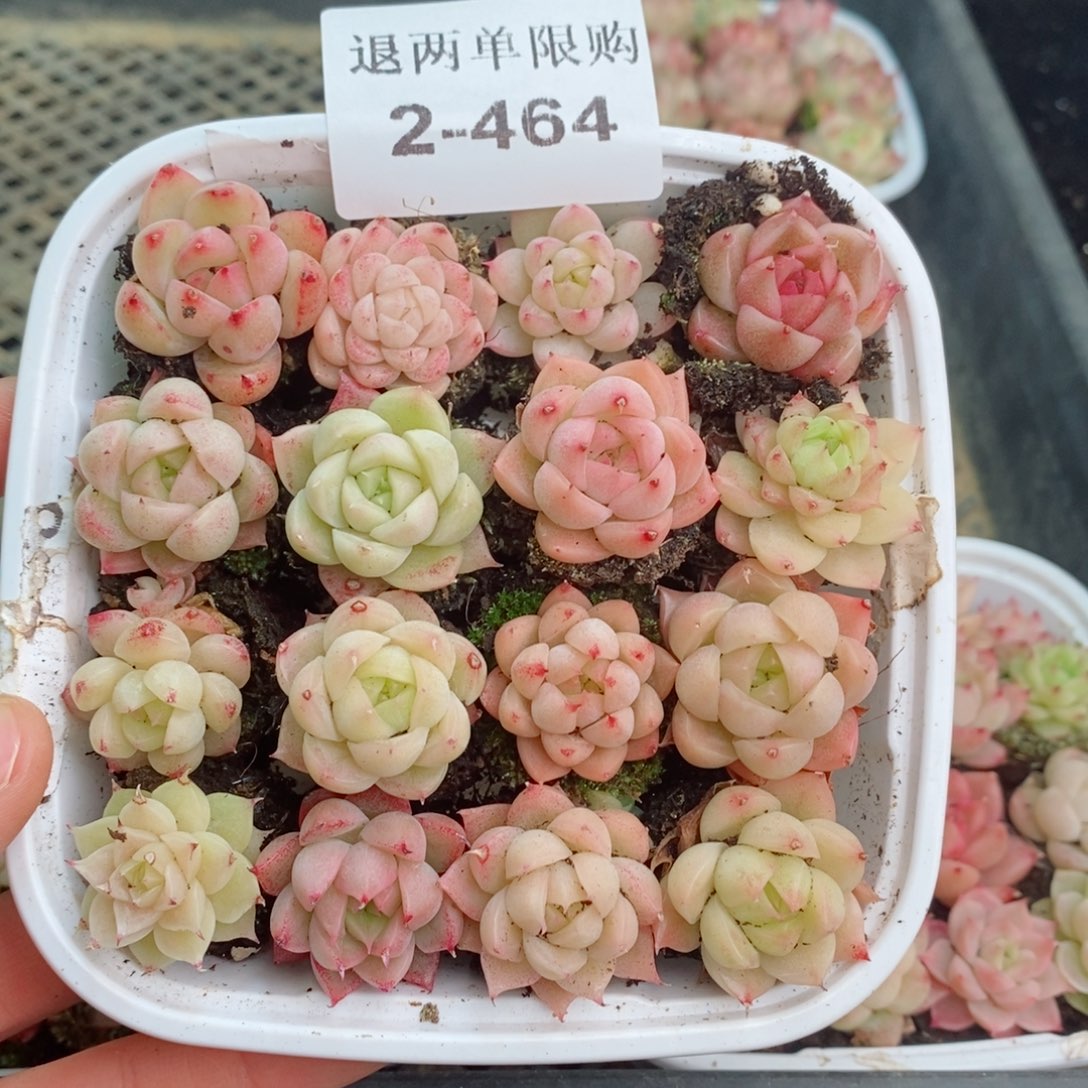 2-464 新疆西藏内蒙不发其他一单包邮两到三公分多肉