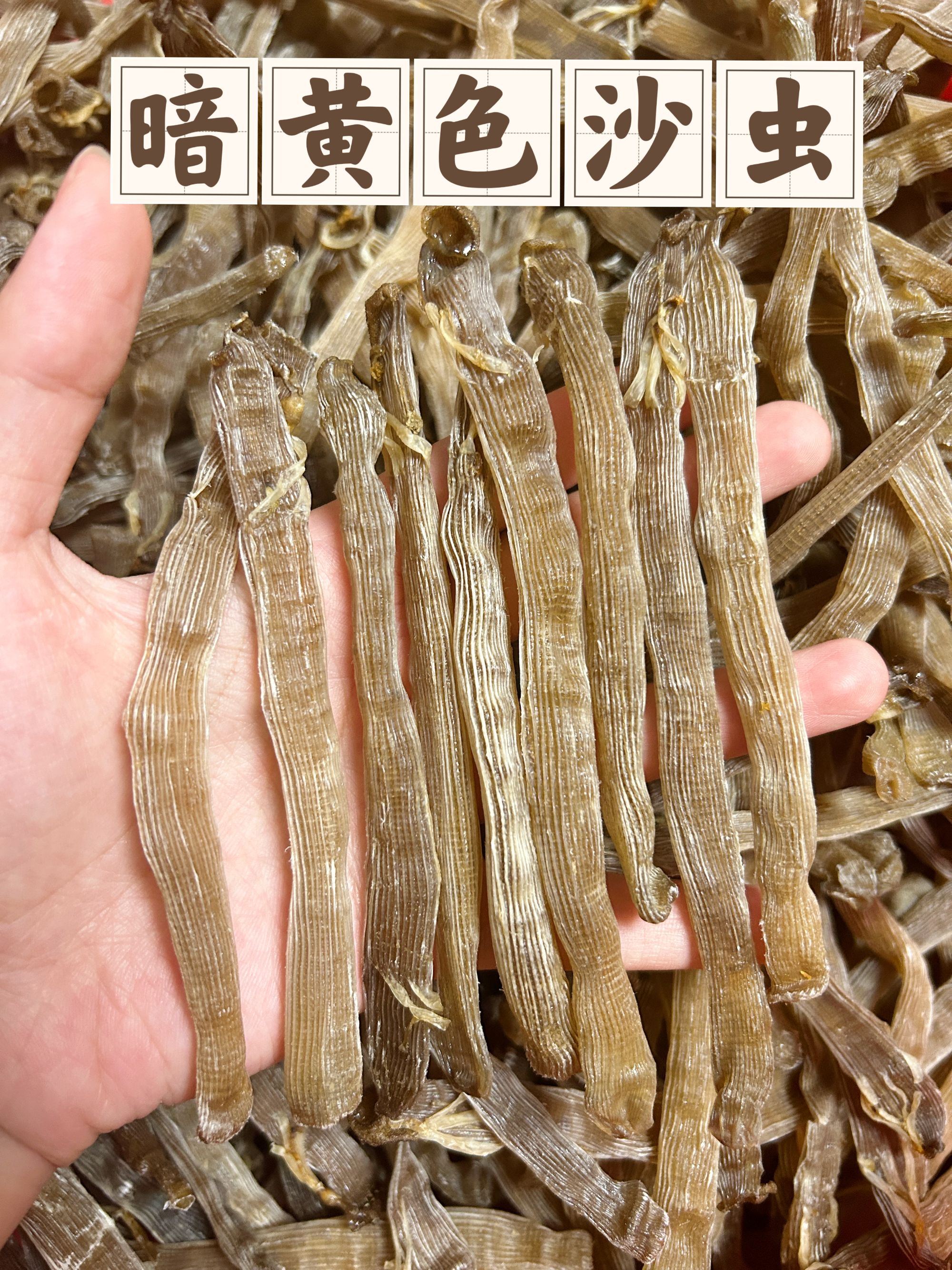 北海特产深海暗黄沙虫干煲汤日常滋养鲜甜