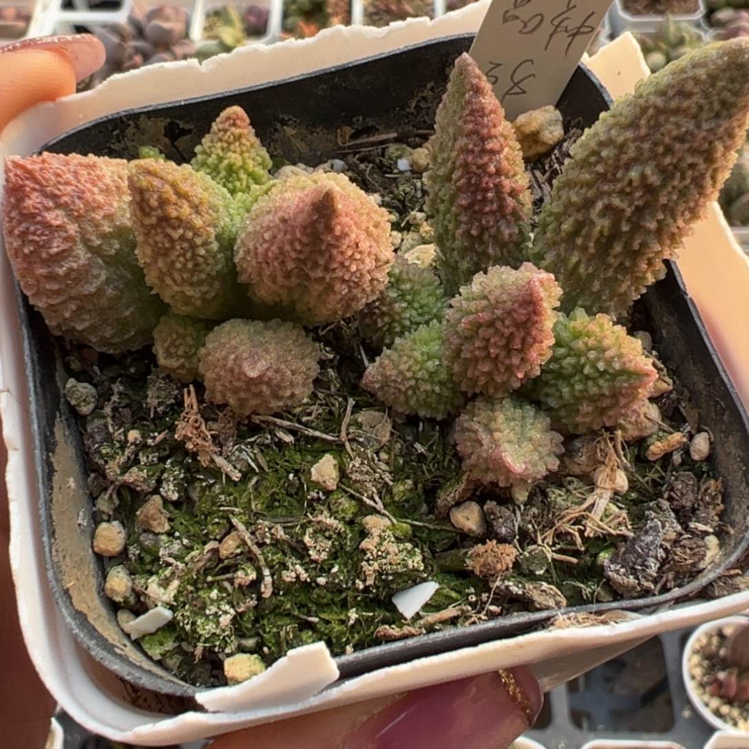 实生两颗两个品种多肉植物水泡