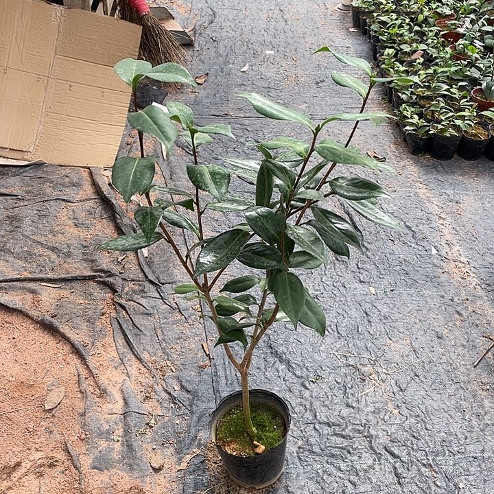 大部分花苞少量开放，佛那礼