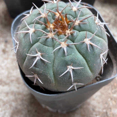 猫爪仙人球30米仙人球