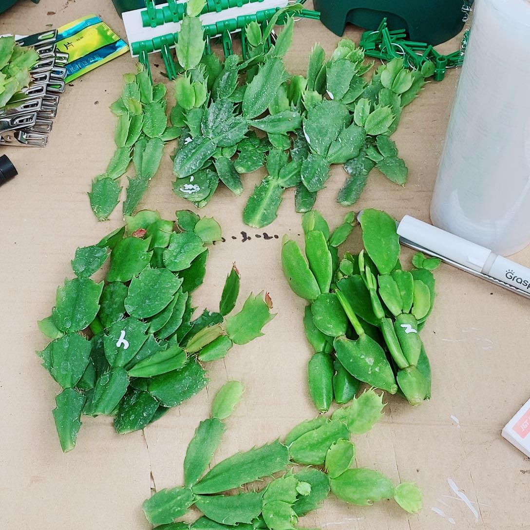 静***太无花朵叶片福利一物一拍