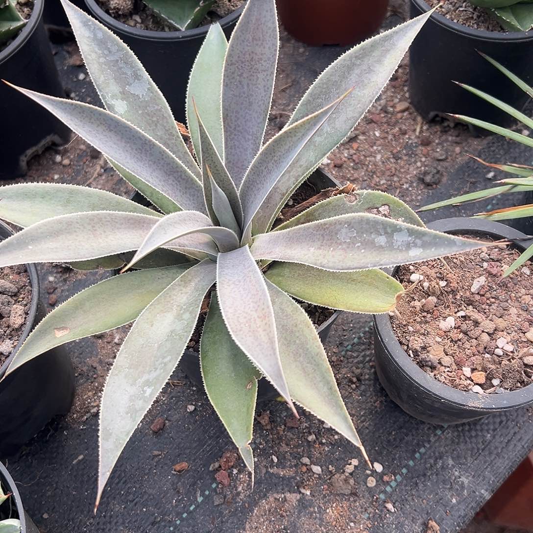 薰衣草夫人龙舌兰