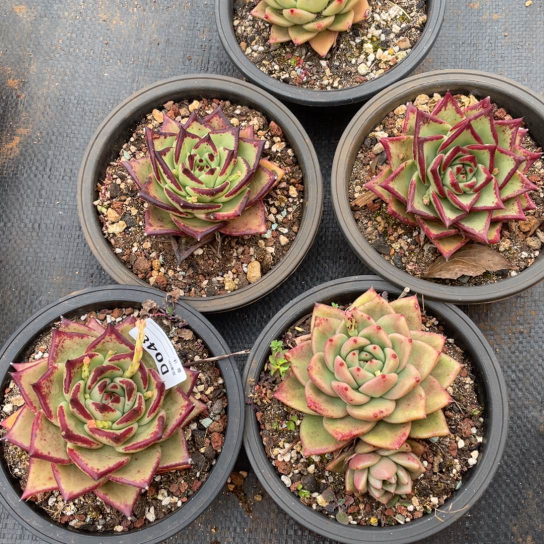 无花朵若如东云组拍D048