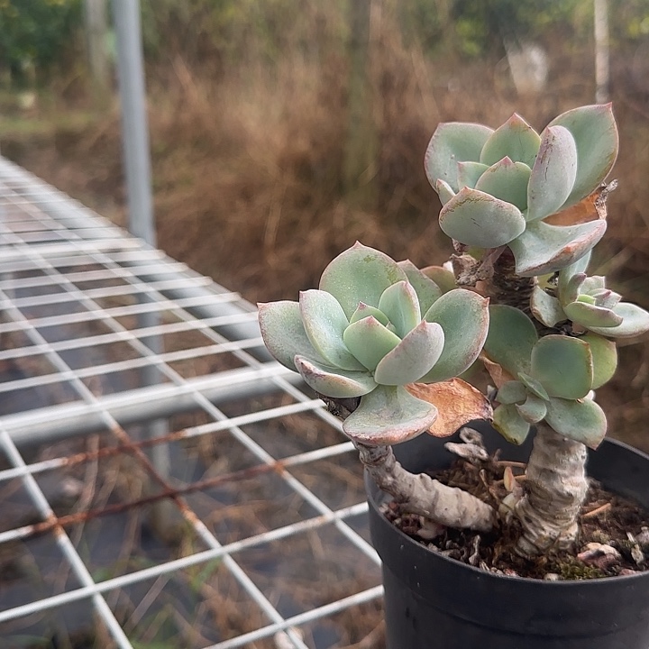 不*428不售后白凤脱土发货不退不换