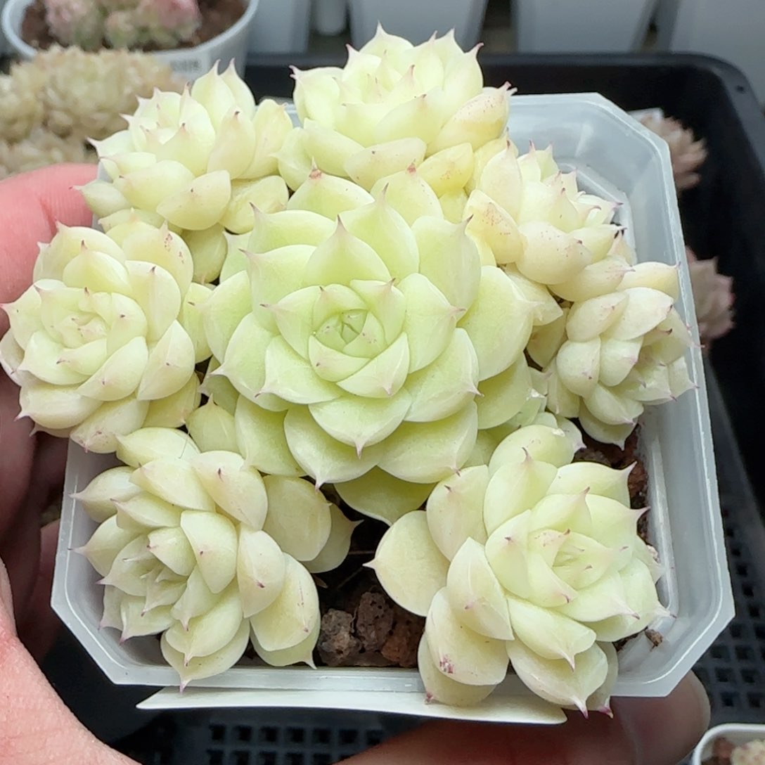 0126-173花朵优选麦秆