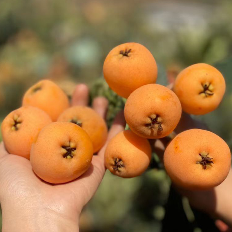 四川大五星甜枇杷1斤