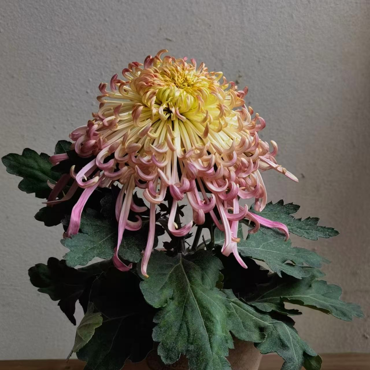 【盘龙得意】菊花（盆栽）原盆发货（盆坏不赔