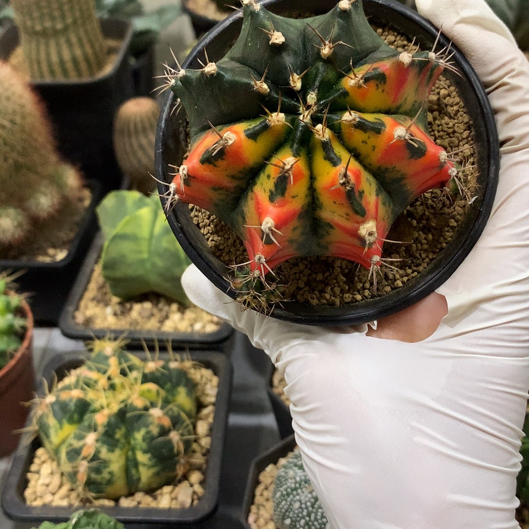 当前无花栽培后可以开花实生根散斑米哈锦