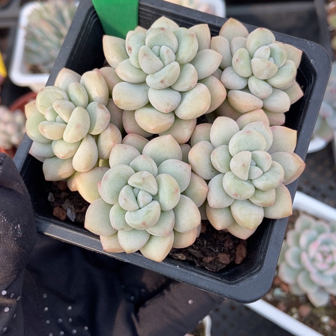 772泡泡糖多肉植物诺肉