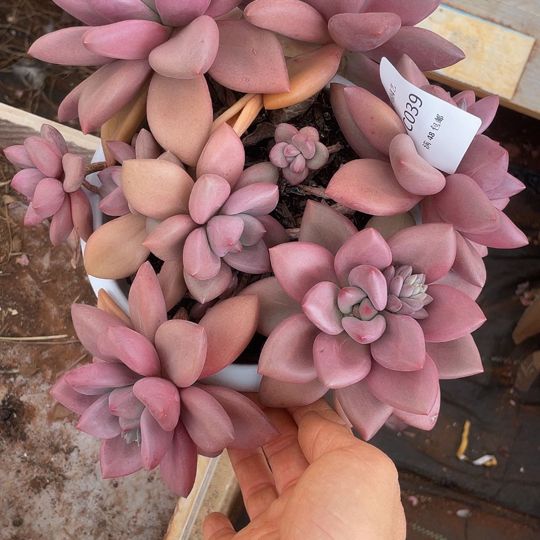 桃花源039 多肉多肉多肉