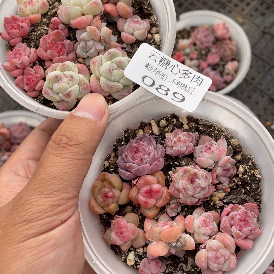 云糖心多肉植物89