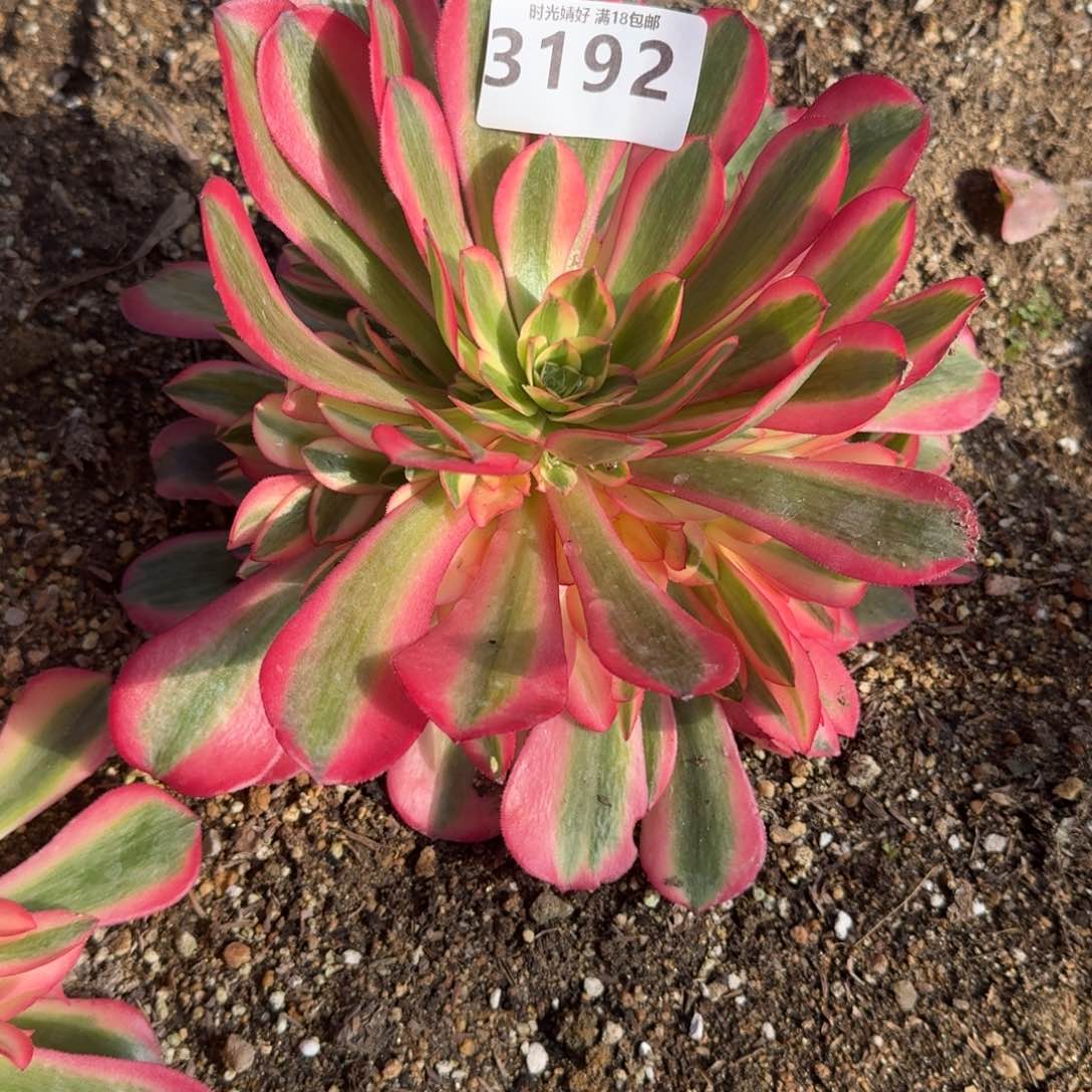 3192桃妖多肉植物
