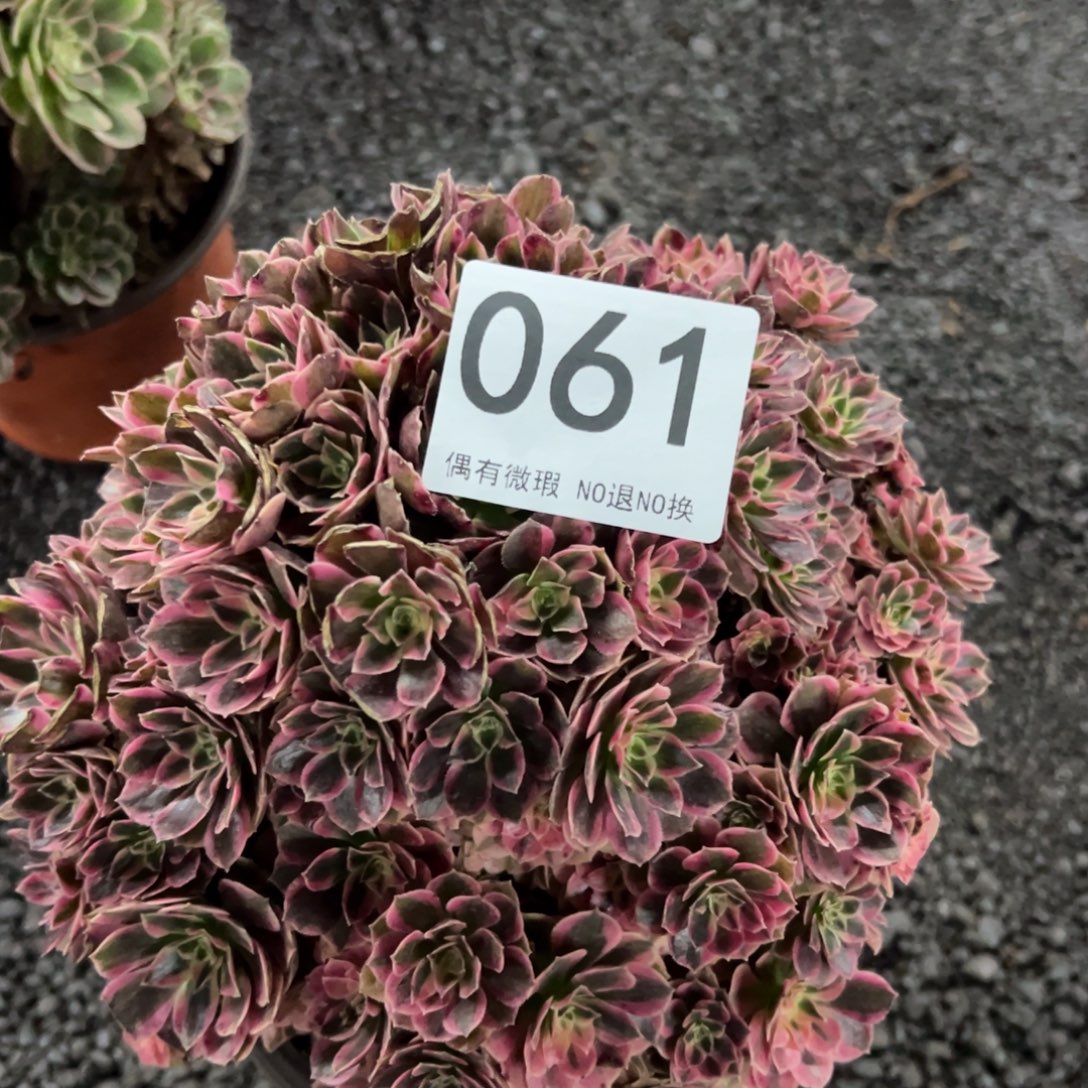 我是真的很喜欢这个