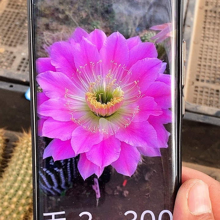 毛 3—300/侧芽歪20包邮/