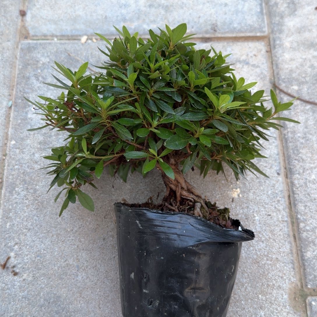 无花朵你说是你想去还是别人敢