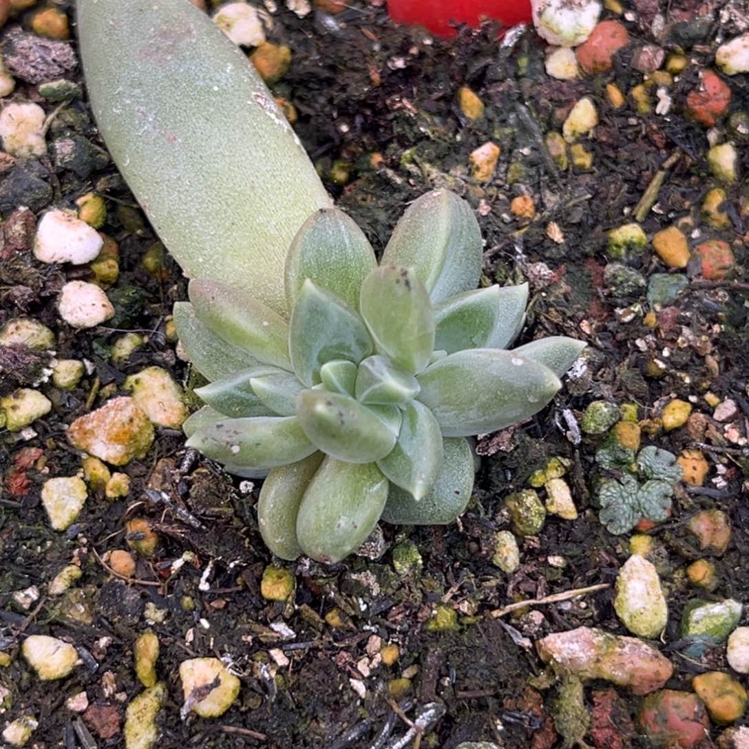 2522号上午多肉植物群生多肉植物