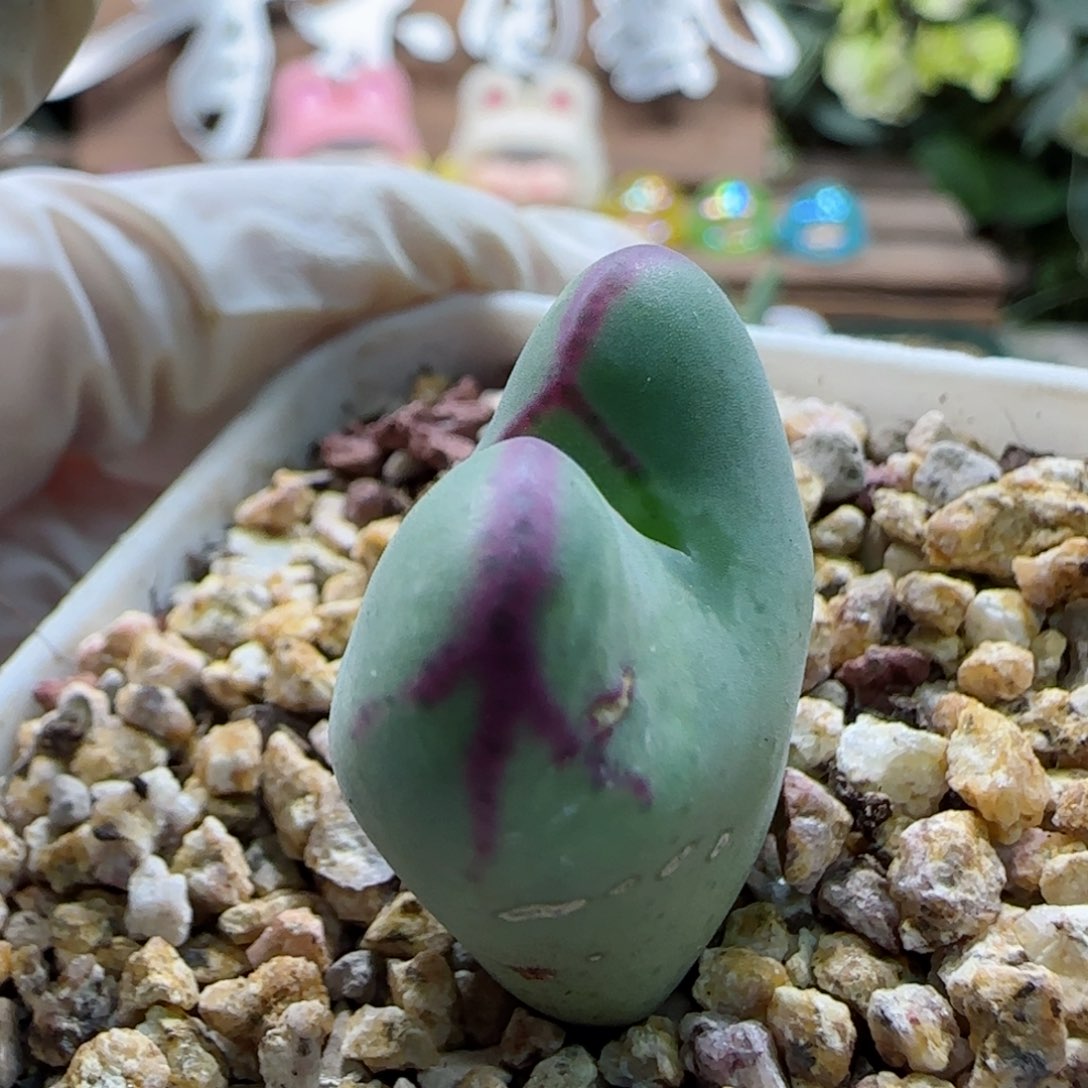 1-20-8-4当天满58包邮少将杂交多肉脱土