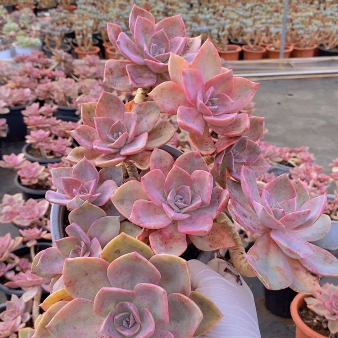 0415中国初恋一物一拍