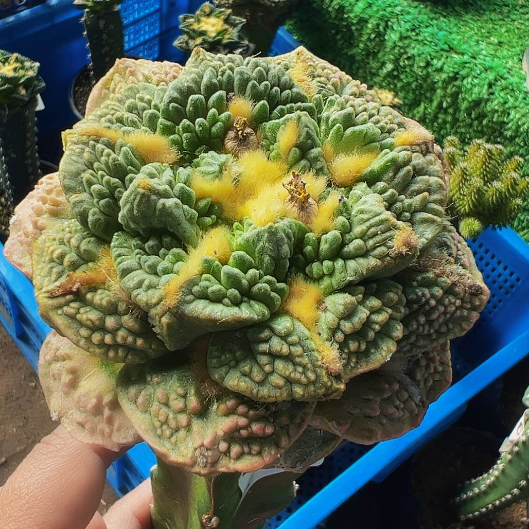 无花朵福利龟甲牡丹锦116
