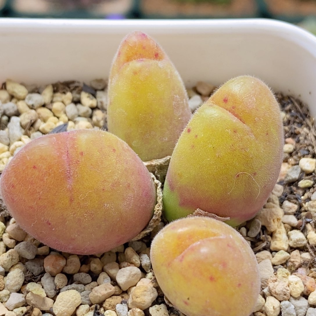 好看好看好看带盆福利