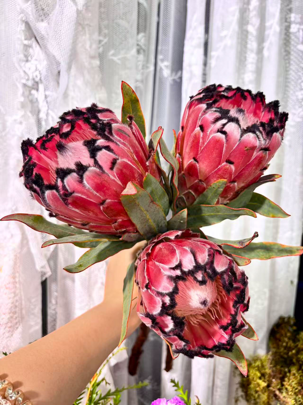 【红魔皇后】南非进口新鲜红魔皇后鲜花花束