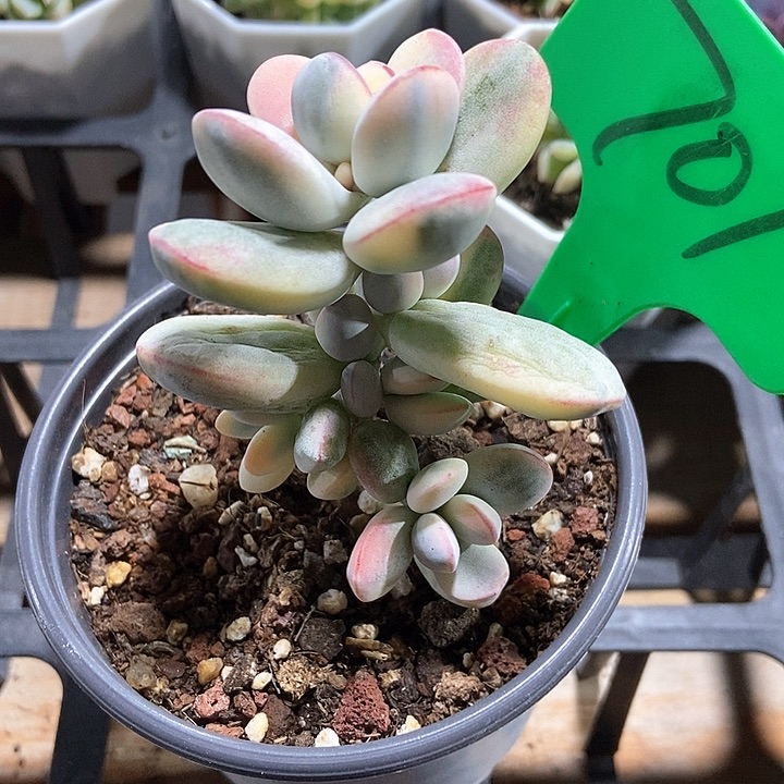 多肉植物乒乓锦701