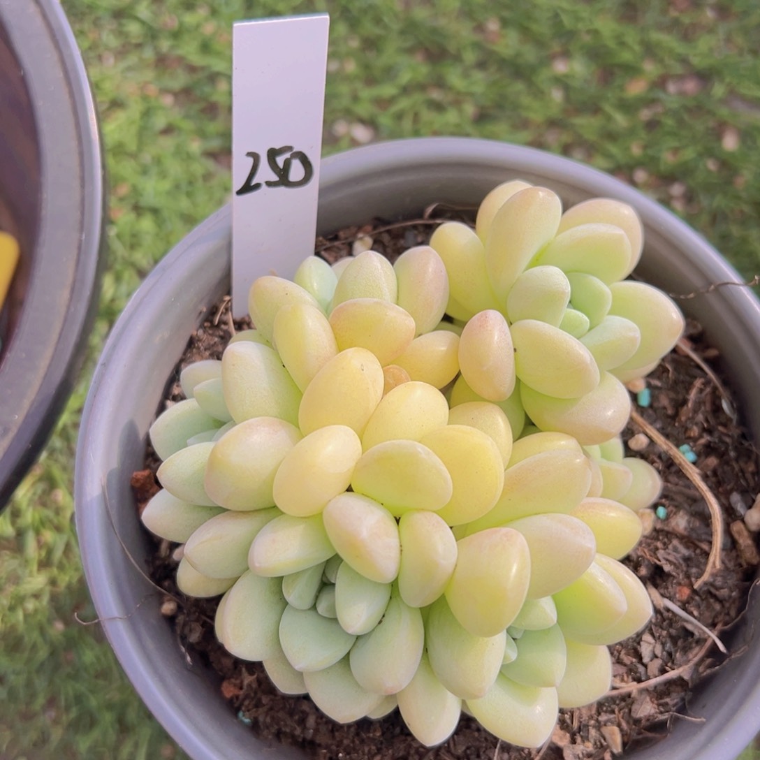 香玉的故事是一个人的故事吗