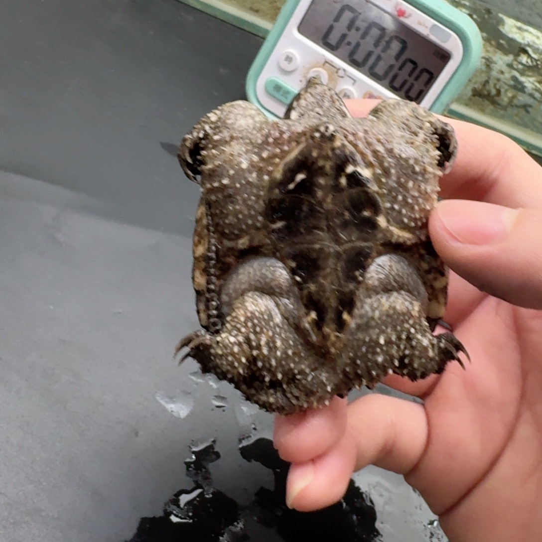 宠物龟不分公母111