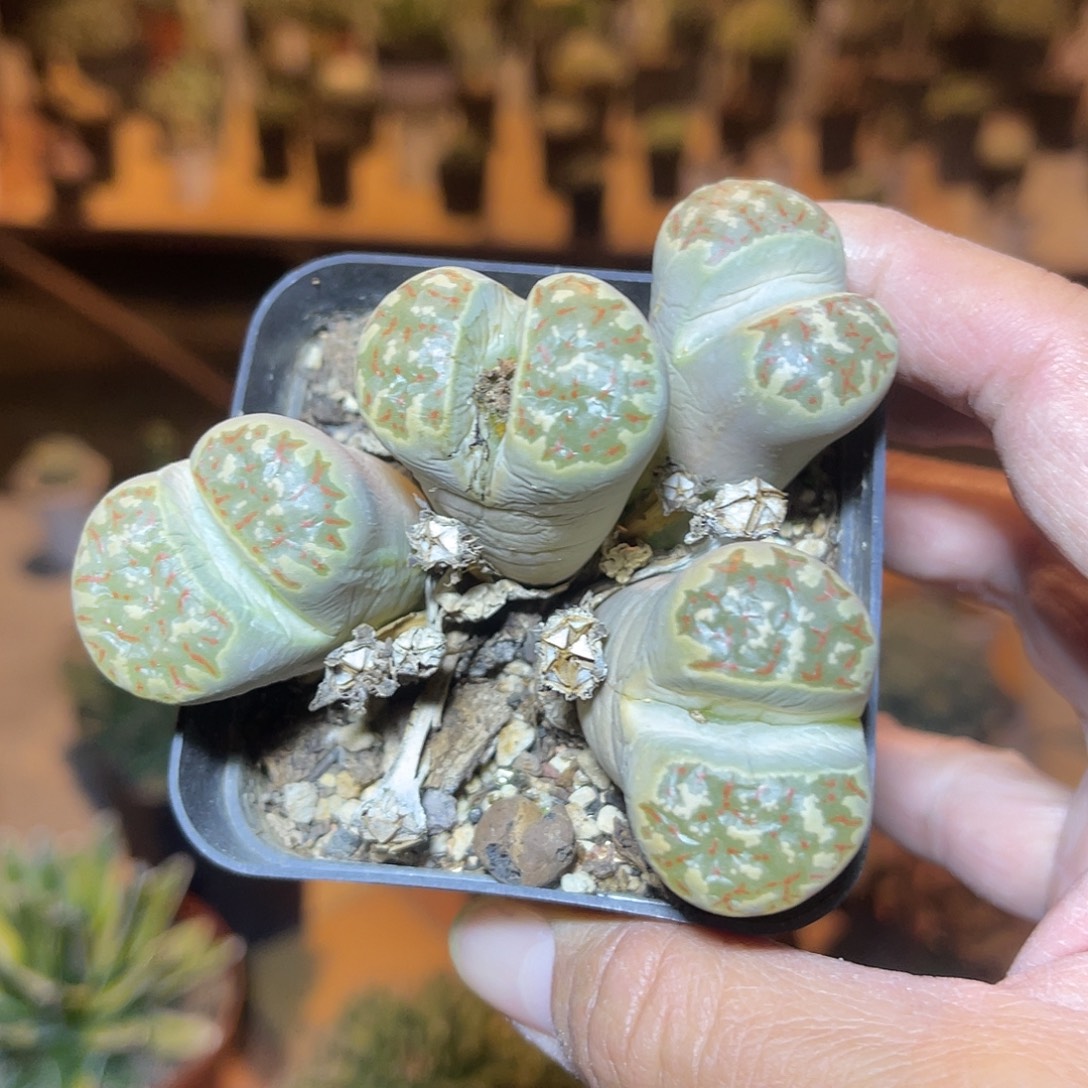实生生石花一物一拍的